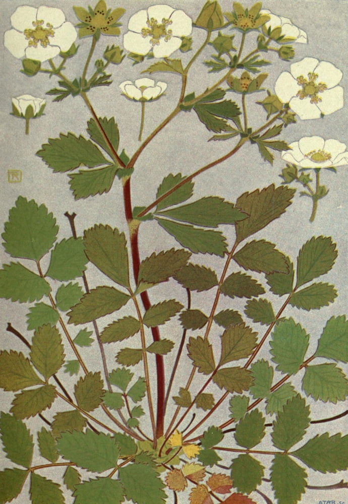 Alpine Flora 1911 Potentilla Rupestris Canvas Art - Philippe Robert (24 x 36)