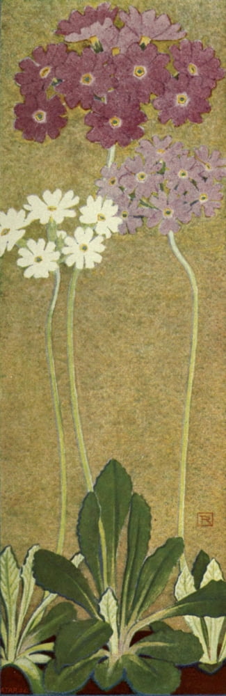 Alpine Flora 1911 Primula Farinosa Canvas Art - Philippe Robert (24 x 36)
