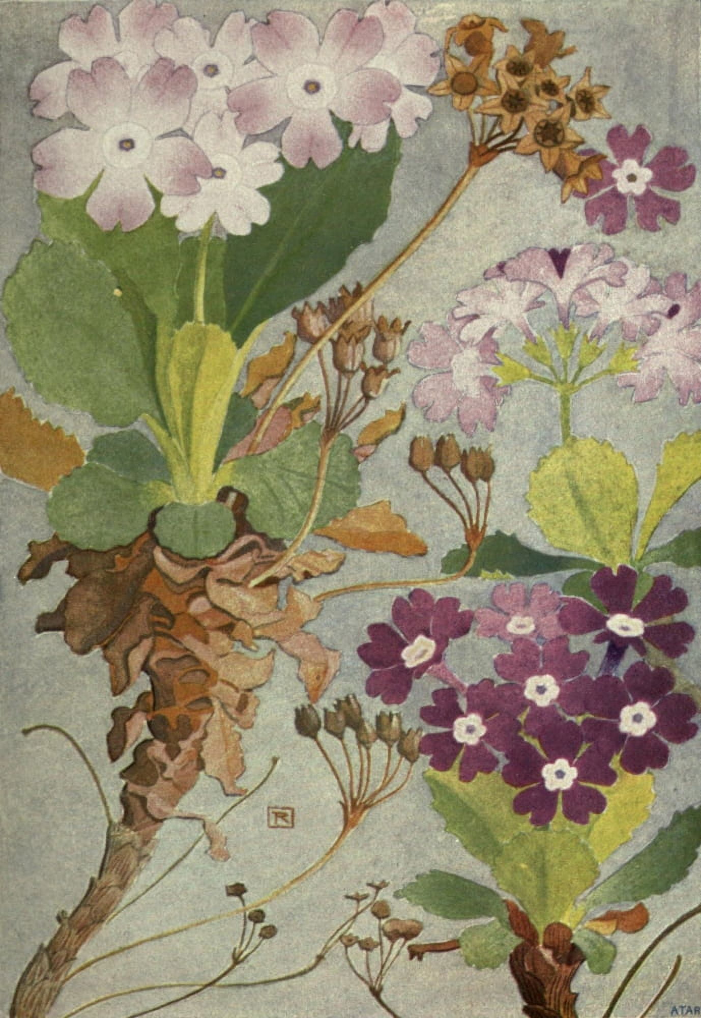 Alpine Flora 1911 Primula Hirsuta Canvas Art - Philippe Robert (18 x 24)