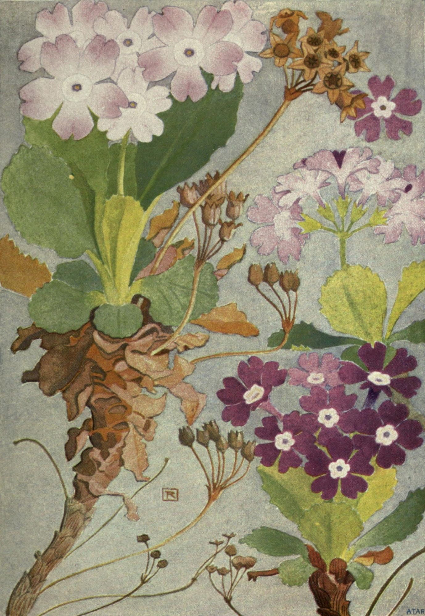 Alpine Flora 1911 Primula Hirsuta Canvas Art - Philippe Robert (24 x 36)
