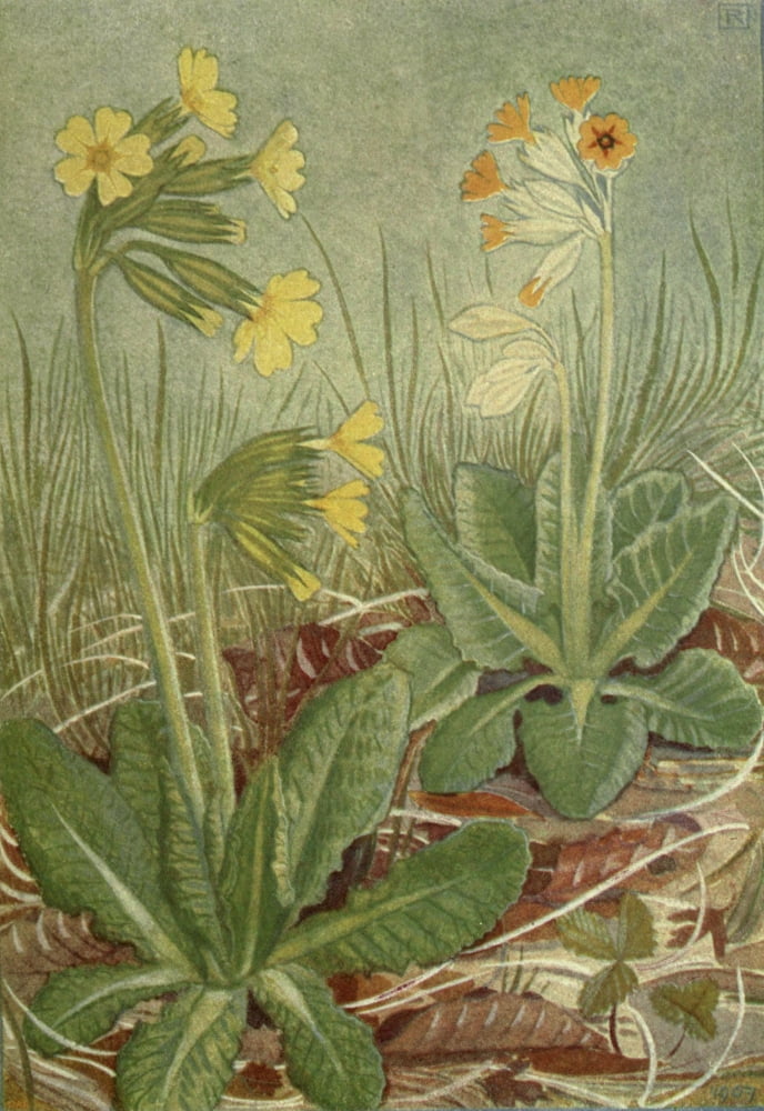 Alpine Flora 1911 Primulas Canvas Art - Philippe Robert (18 x 24)