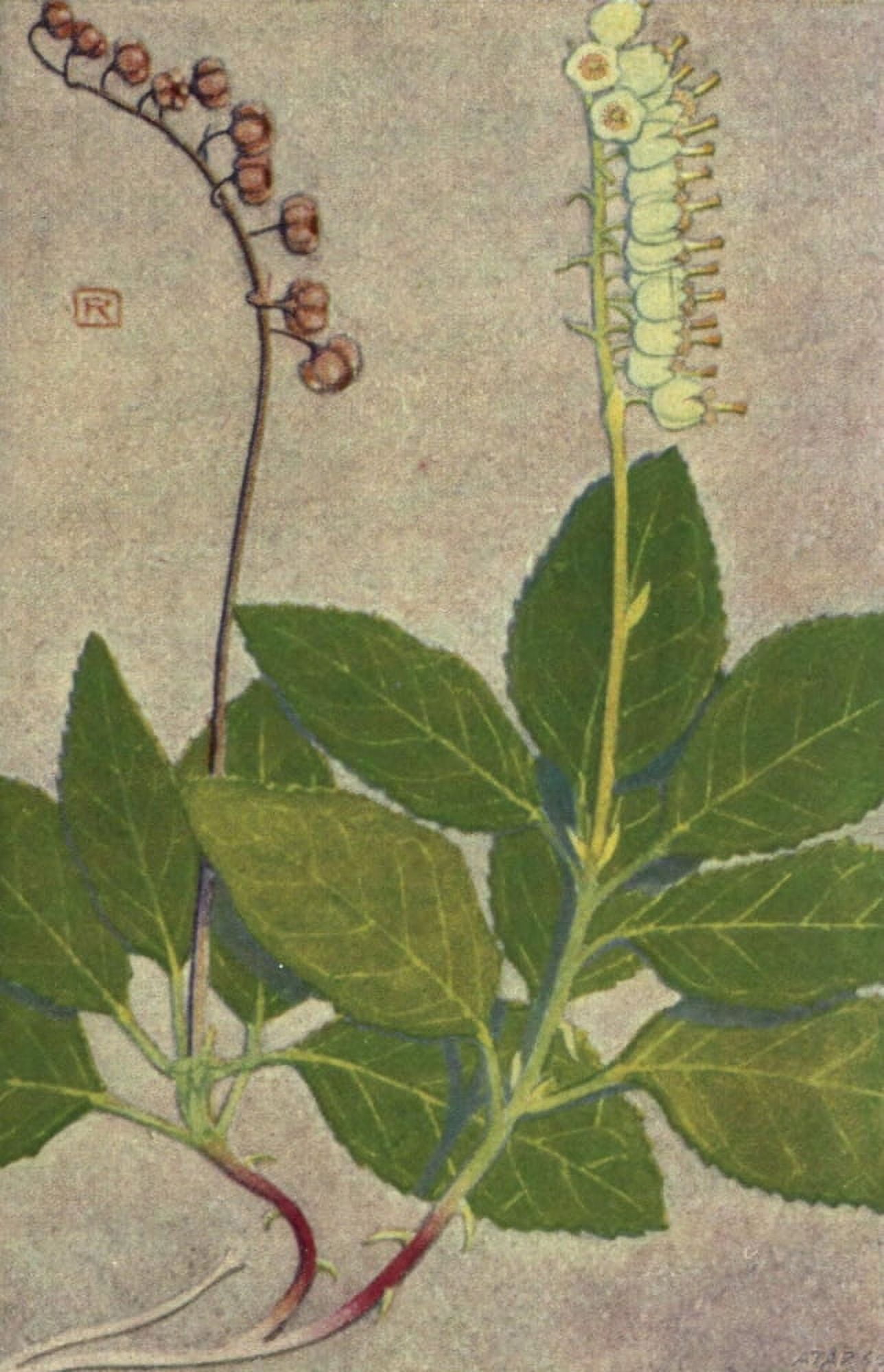 Alpine Flora 1911 Pyrola Secunda Canvas Art - Philippe Robert (18 x 24)