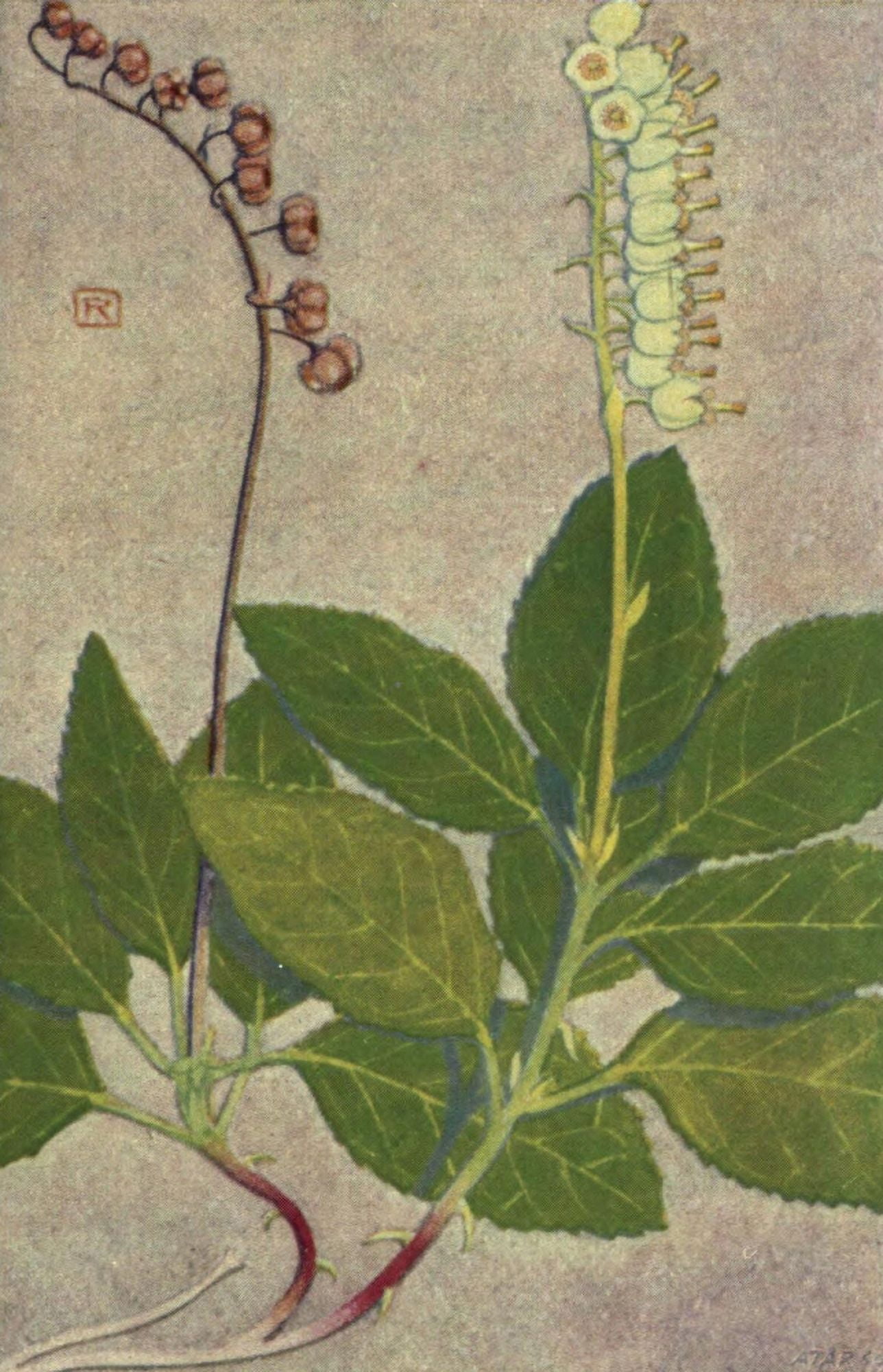 Alpine Flora 1911 Pyrola Secunda Canvas Art - Philippe Robert (24 x 36)