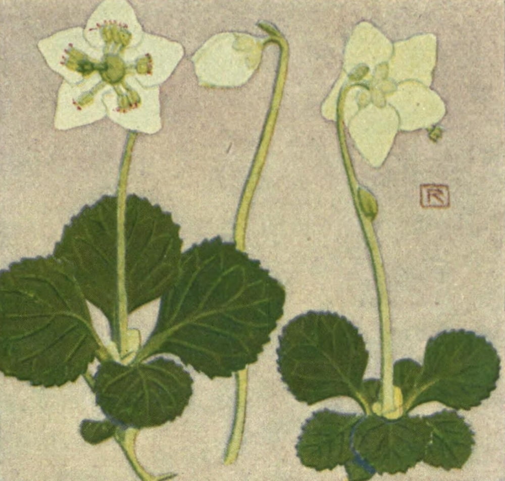 Alpine Flora 1911 Pyrola Uniflora Canvas Art - Philippe Robert (24 x 36)