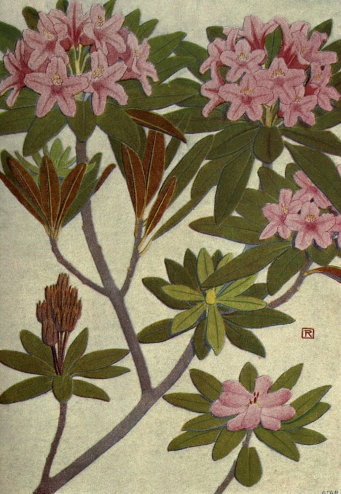 Alpine Flora 1911 Rhododendron Ferrugineum Canvas Art - Philippe Robert (18 x 24)