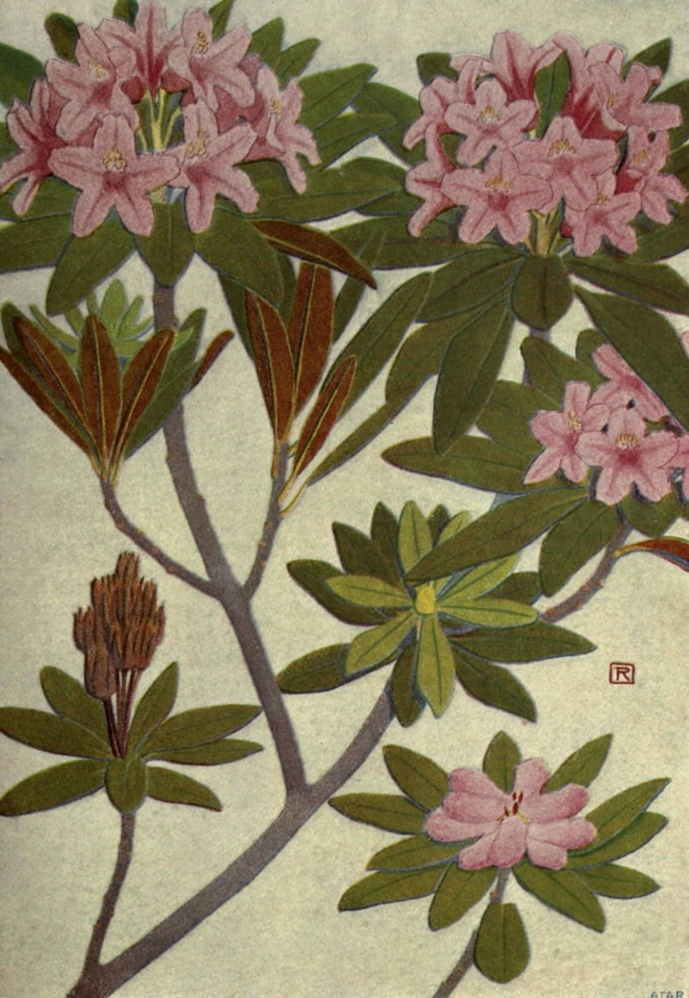 Alpine Flora 1911 Rhododendron Ferrugineum Canvas Art - Philippe Robert (24 x 36)