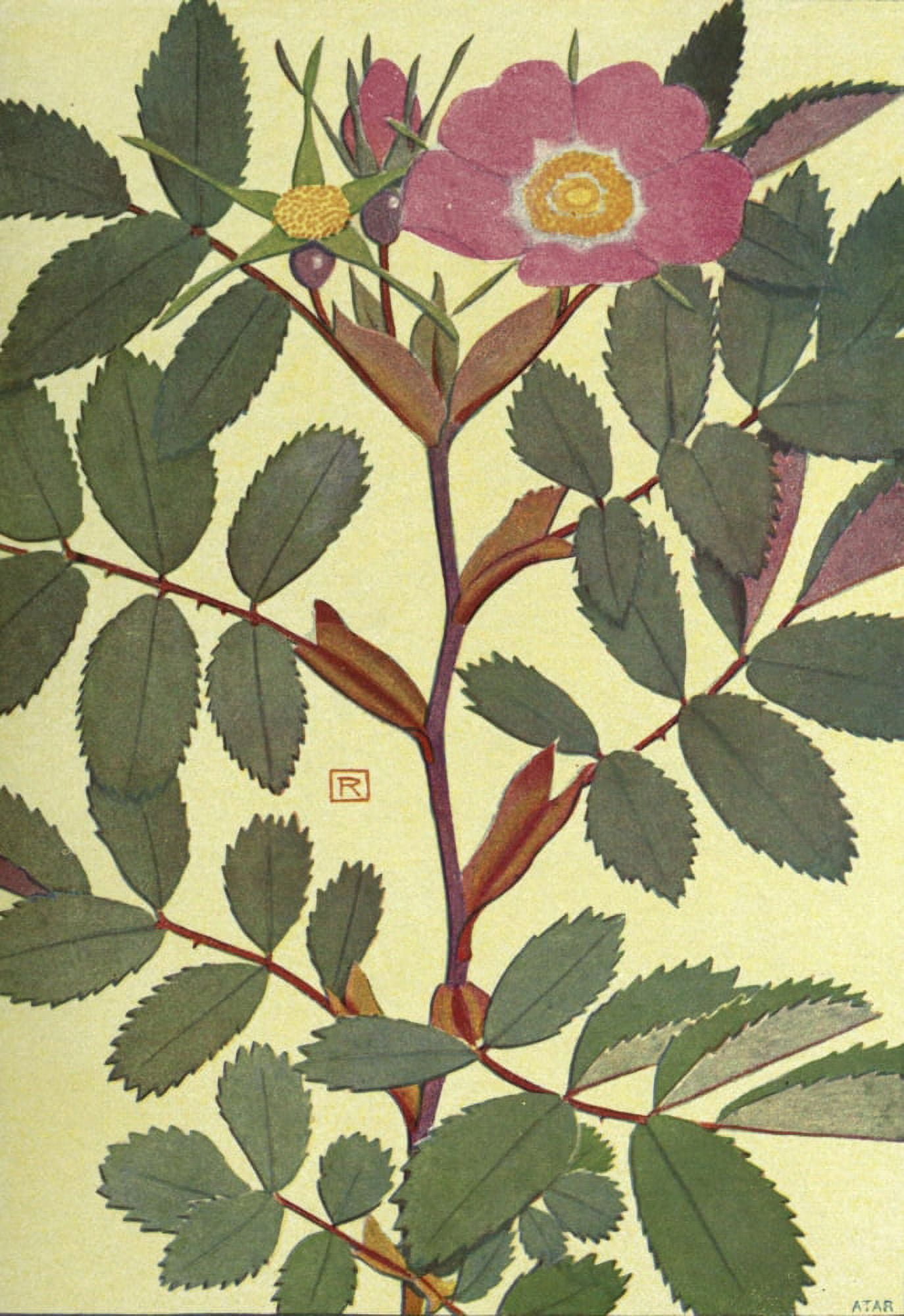 Alpine Flora 1911 Rosa Alpina Canvas Art - Philippe Robert (24 x 36)