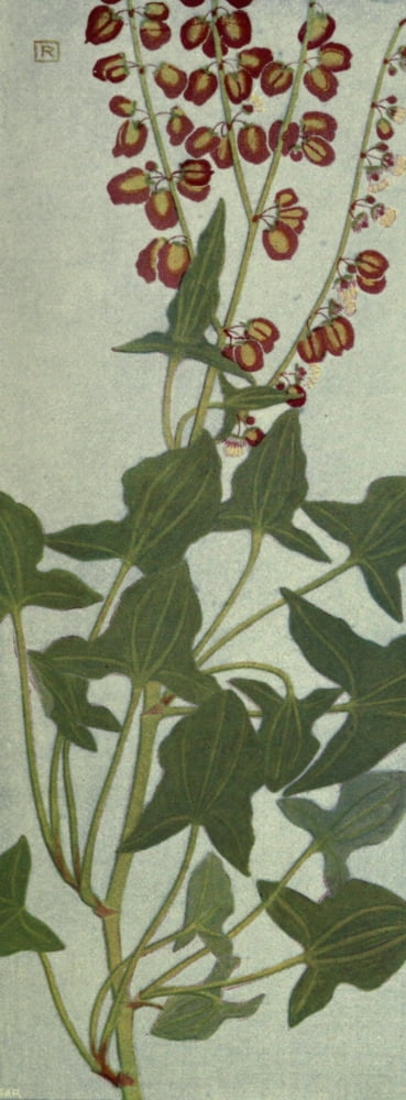 Alpine Flora 1911 Rumex Scutatus Canvas Art - Philippe Robert (24 x 36)
