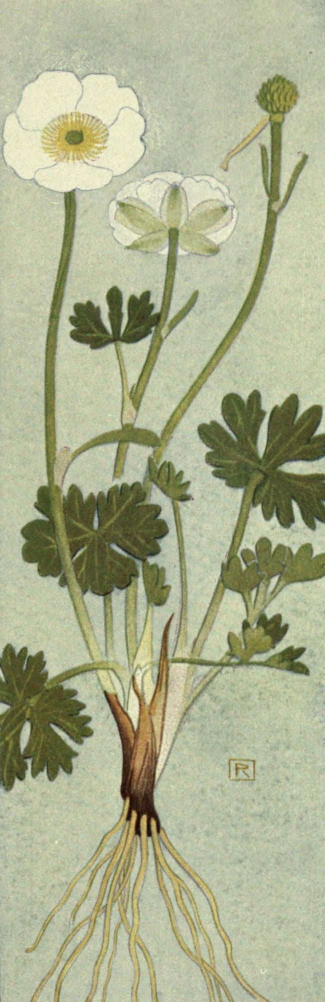 Alpine Flora 1911 Rununculus Alpestris Canvas Art - Philippe Robert (24 x 36)