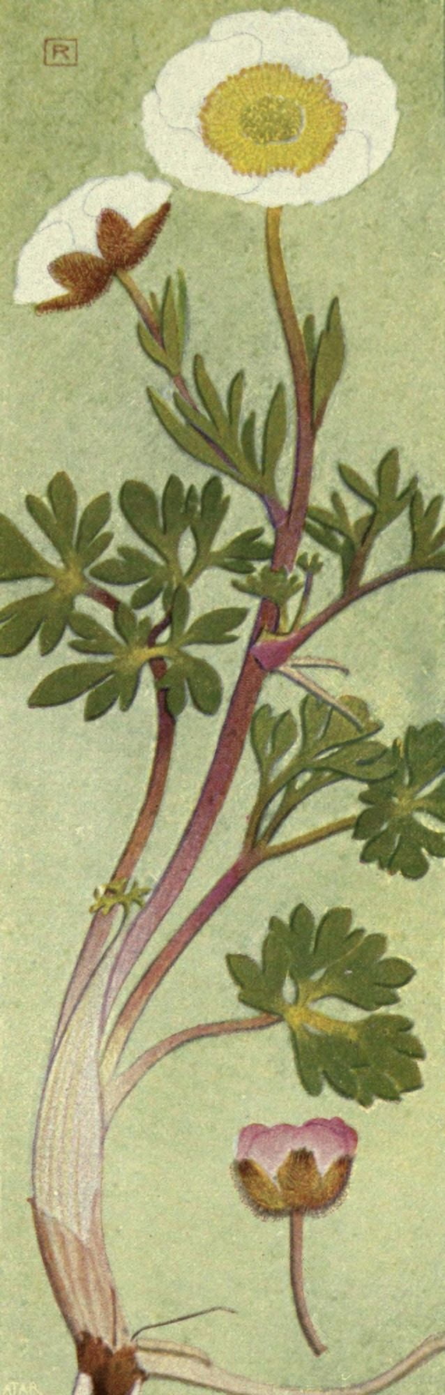 Alpine Flora 1911 Rununculus Glacialis Canvas Art - Philippe Robert (24 x 36)