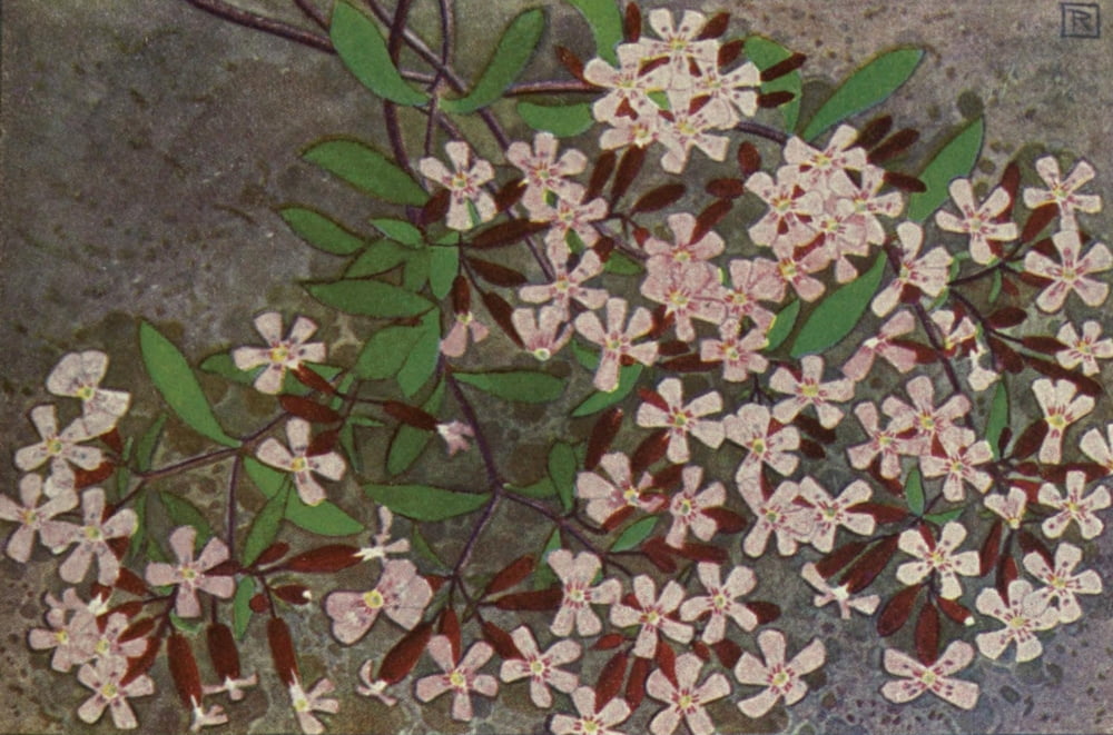 Alpine Flora 1911 Saponaria Ocymoides Canvas Art - Philippe Robert (18 x 24)
