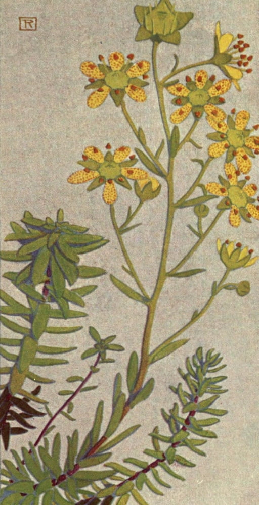 Alpine Flora 1911 Saxifraga Aizoides Canvas Art - Philippe Robert (18 x 24)