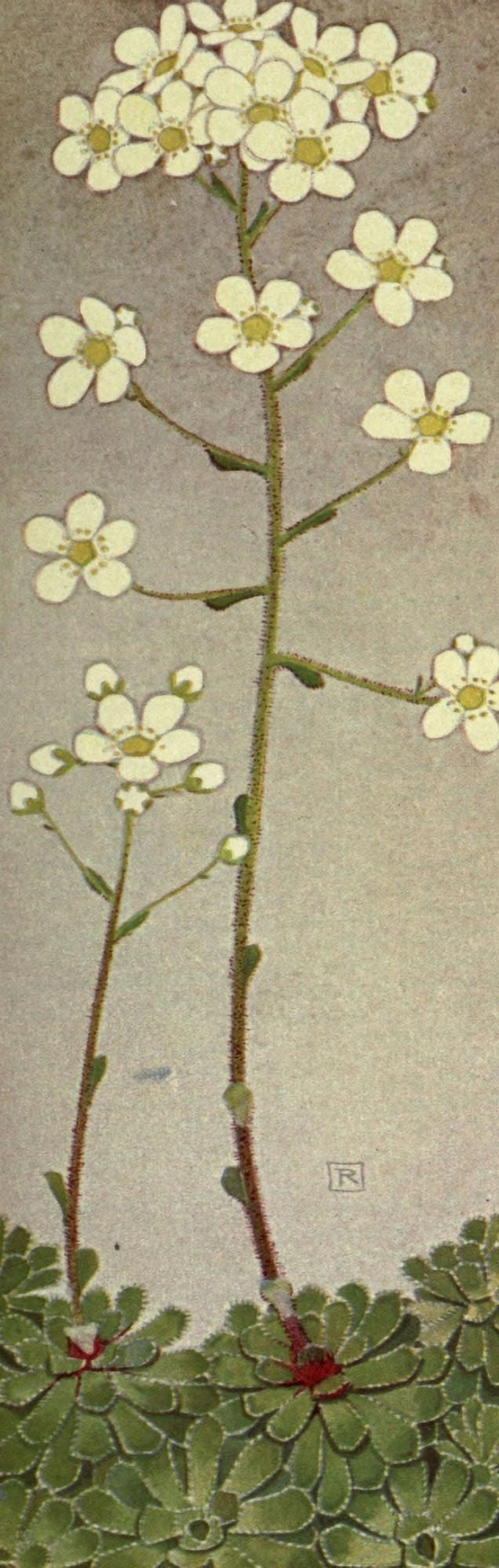 Alpine Flora 1911 Saxifraga Aizoon Canvas Art - Philippe Robert (18 x 24)