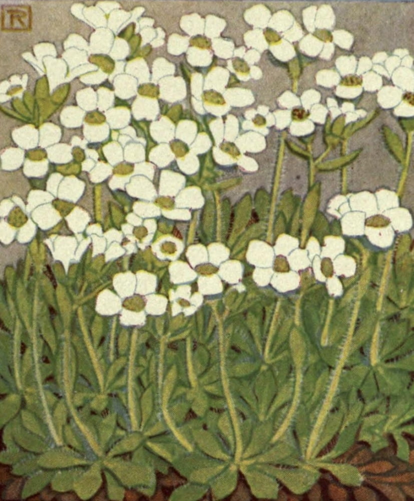 Alpine Flora 1911 Saxifraga Bryoides Canvas Art - Philippe Robert (18 x 24)