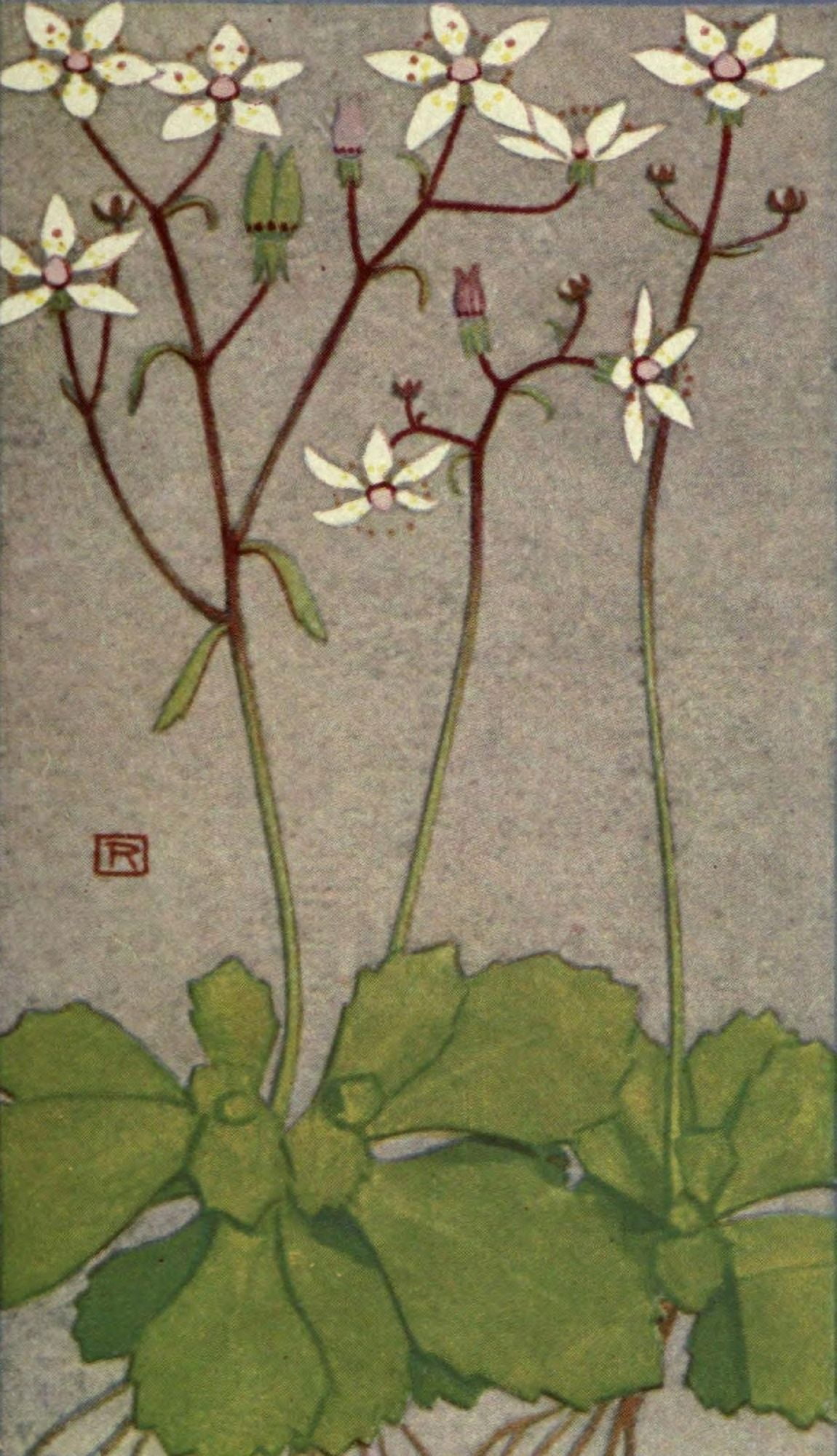 Alpine Flora 1911 Saxifraga Caesia Canvas Art - Philippe Robert (18 x 24)