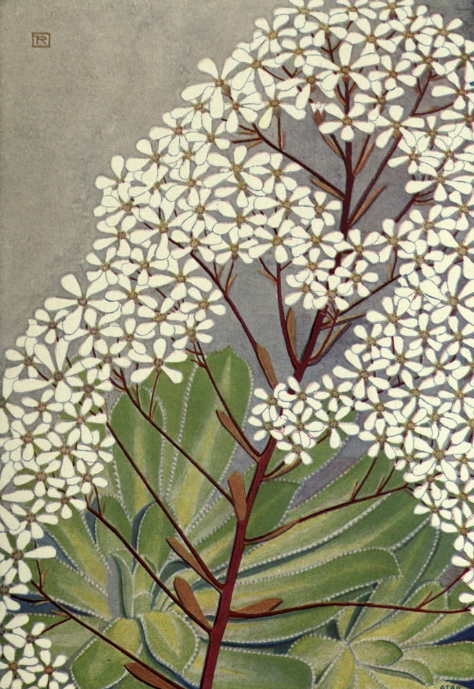 Alpine Flora 1911 Saxifraga Cotyledon Canvas Art - Philippe Robert (18 x 24)