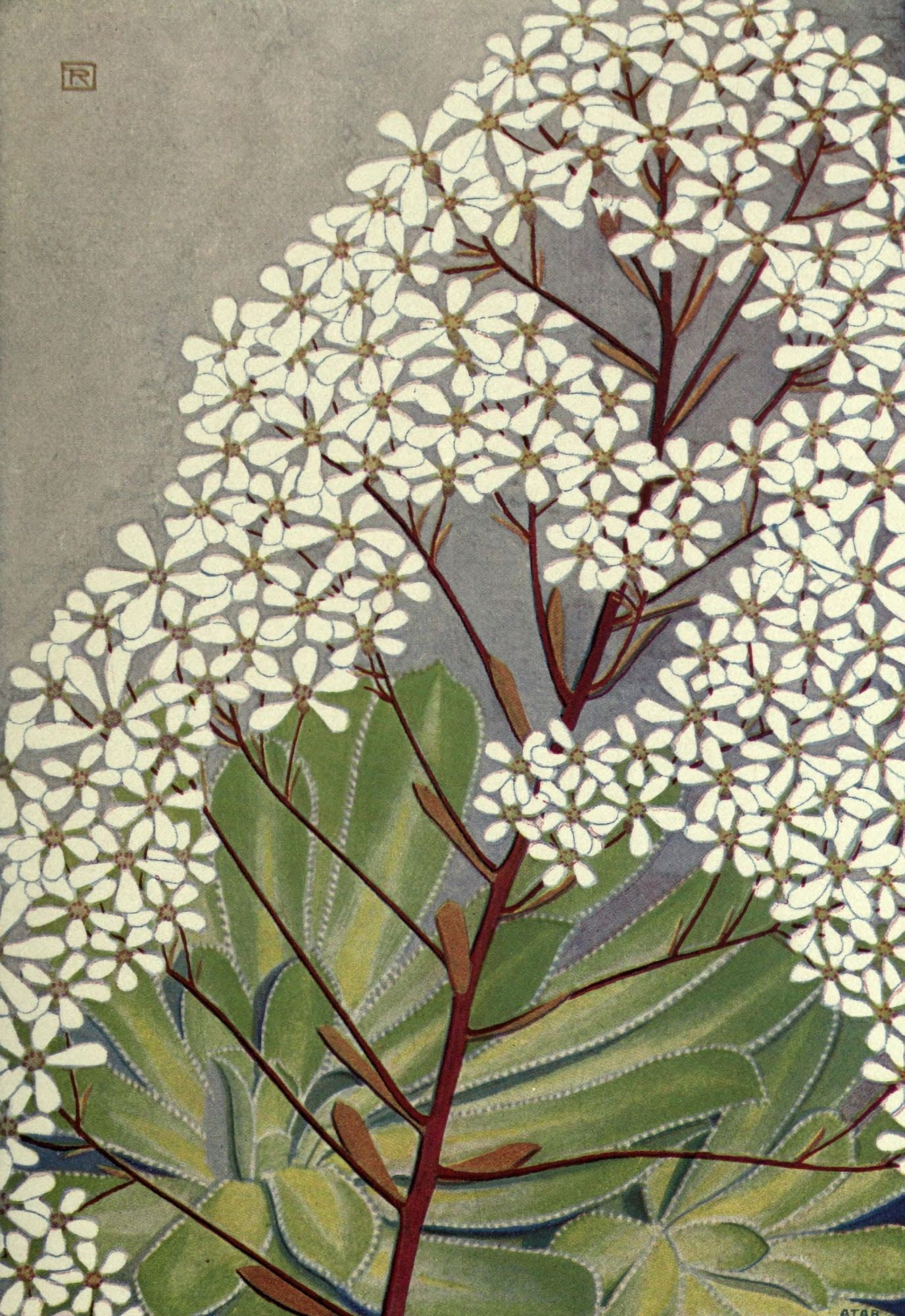 Alpine Flora 1911 Saxifraga Cotyledon Canvas Art - Philippe Robert (24 x 36)