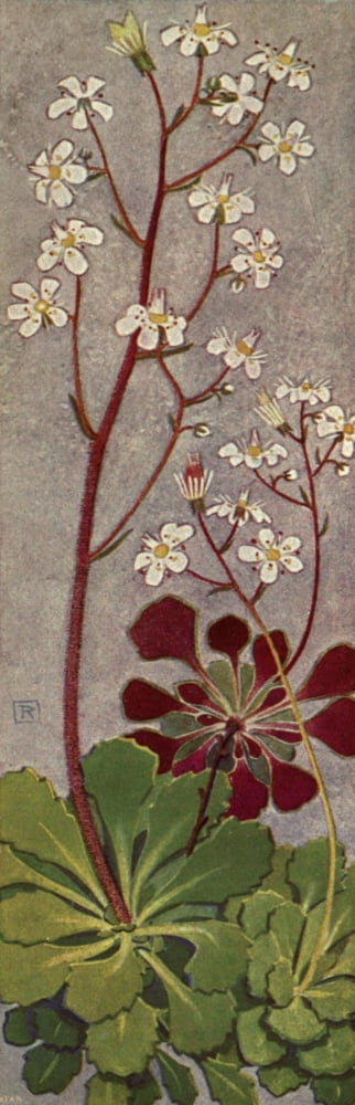 Alpine Flora 1911 Saxifraga Cuneifolia Canvas Art - Philippe Robert (24 x 36)