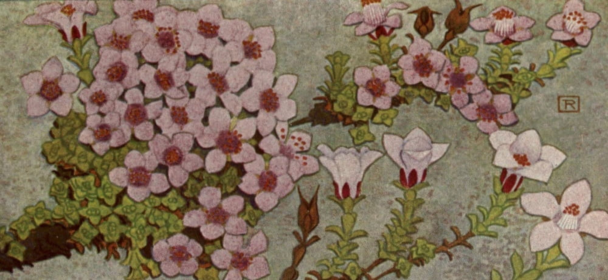 Alpine Flora 1911 Saxifraga Oppositifolia Canvas Art - Philippe Robert (18 x 24)