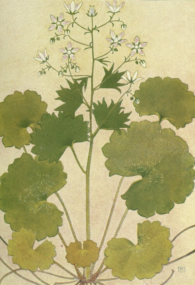 Alpine Flora 1911 Saxifraga Rotundifolia Canvas Art - Philippe Robert (24 x 36)