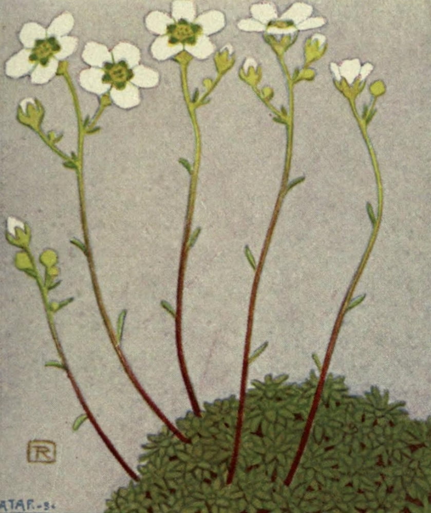 Alpine Flora 1911 Saxifraga Stellaris Canvas Art - Philippe Robert (24 x 36)