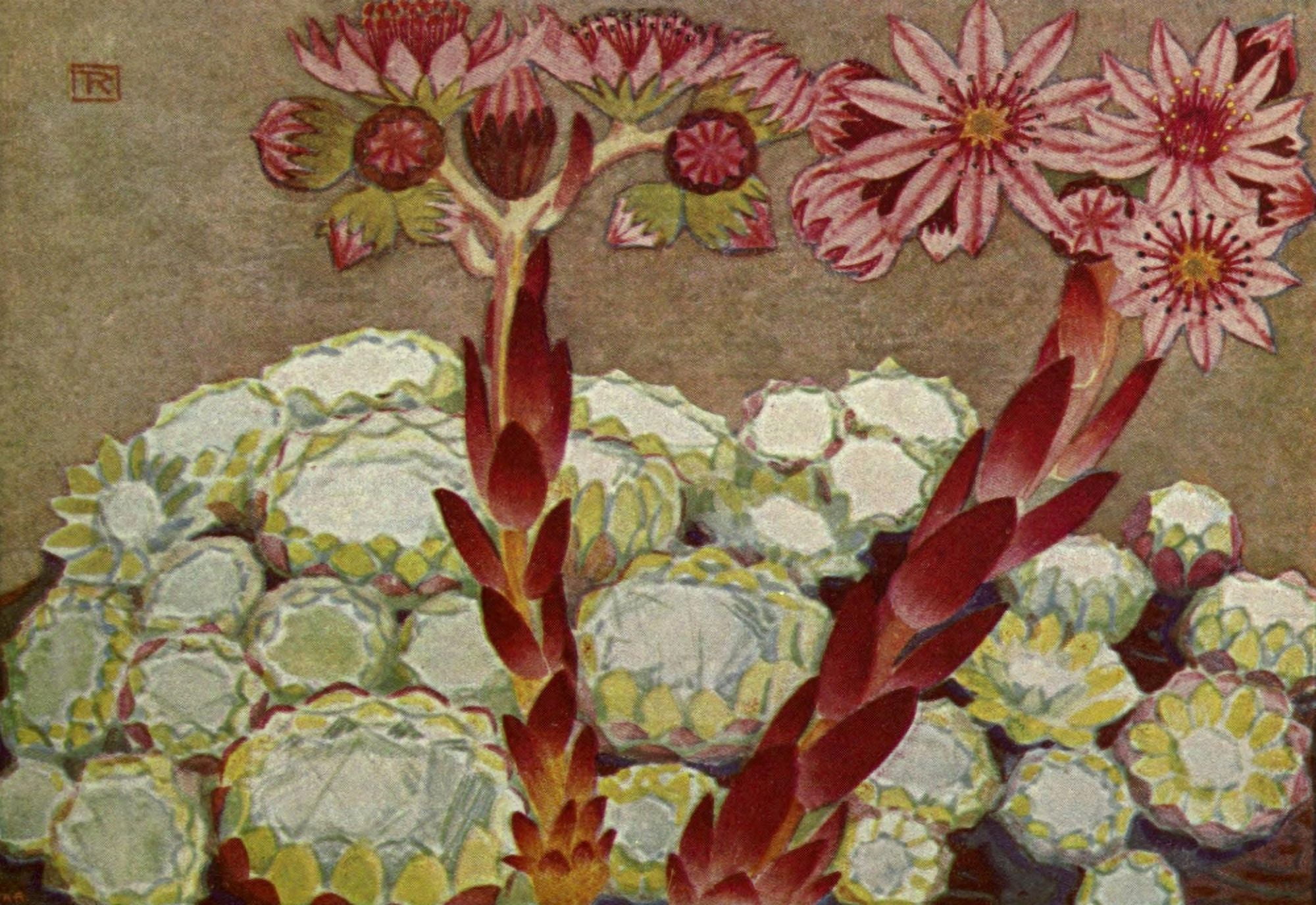 Alpine Flora 1911 Sempervivum Arachnoideum Canvas Art - Philippe Robert (24 x 36)