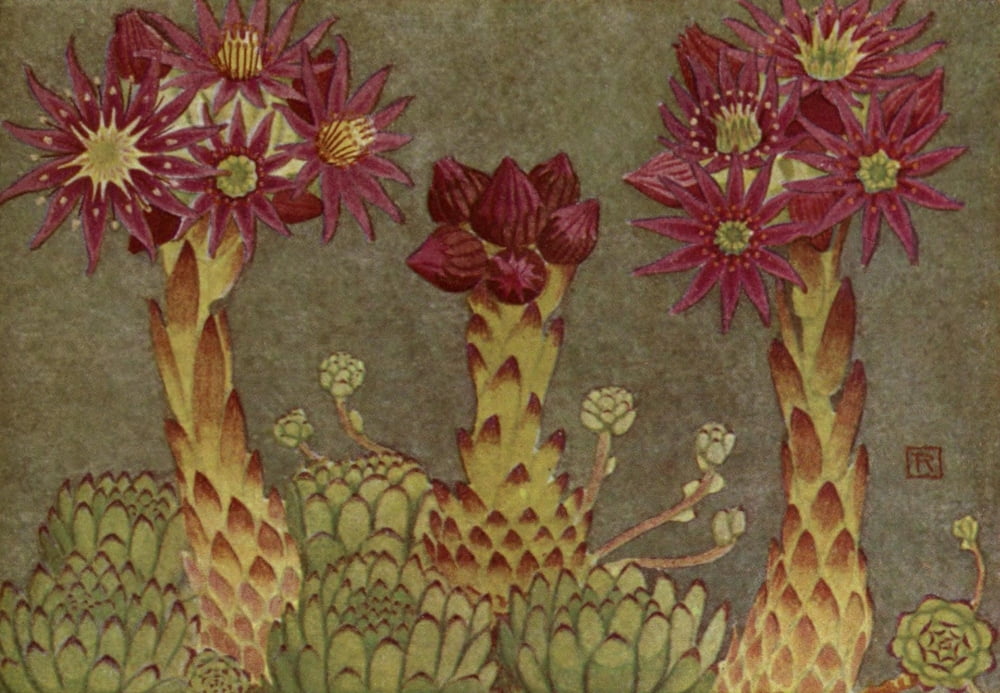 Alpine Flora 1911 Sempervivum Montanum Canvas Art - Philippe Robert (18 x 24)