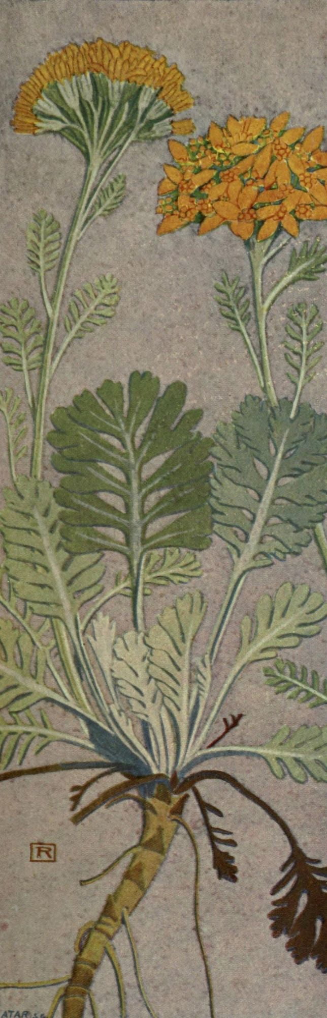 Alpine Flora 1911 Senecio Incanus Canvas Art - Philippe Robert (18 x 24)