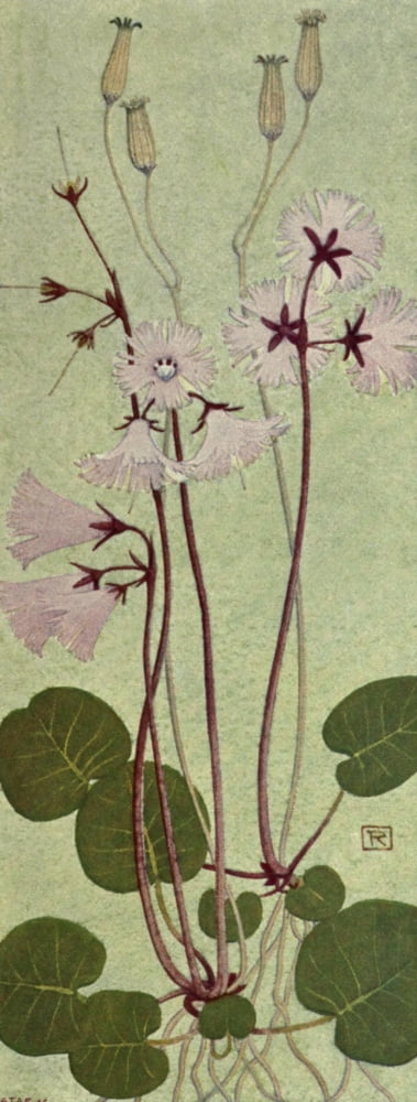 Alpine Flora 1911 Soldanella Alpina Canvas Art - Philippe Robert (24 x 36)