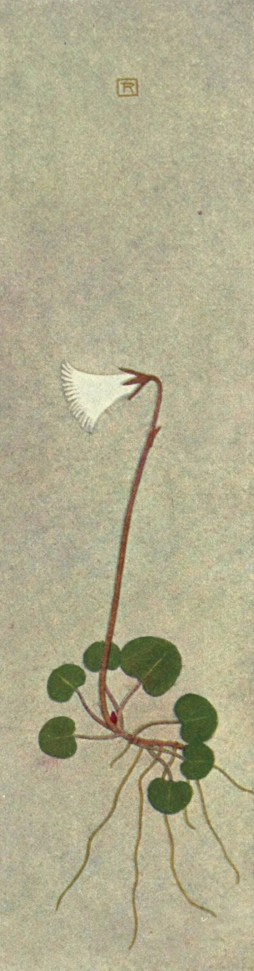Alpine Flora 1911 Soldanella Minima Canvas Art - Philippe Robert (18 x 24)