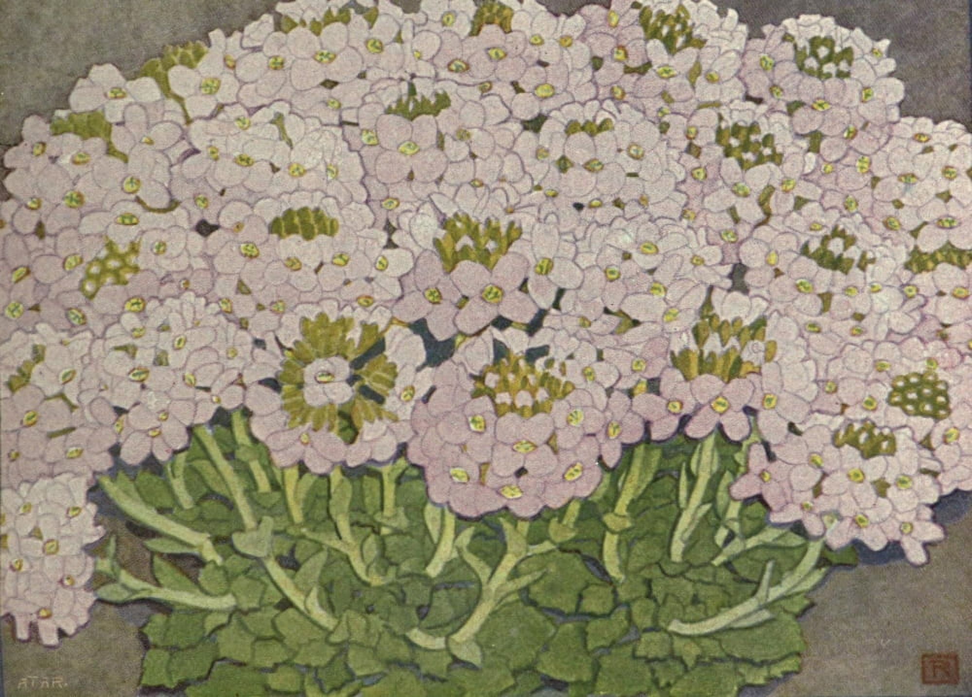 Alpine Flora 1911 Thlaspi Rotundifolium Canvas Art - Philippe Robert (24 x 36)