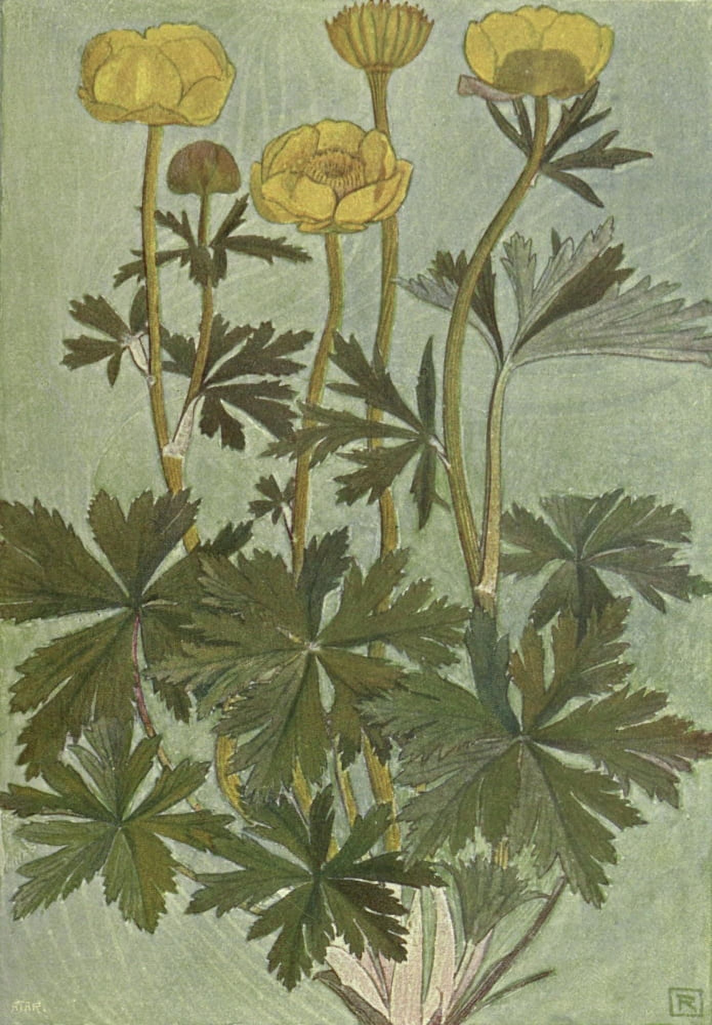 Alpine Flora 1911 Trollius Europaeus Canvas Art - Philippe Robert (18 x 24)