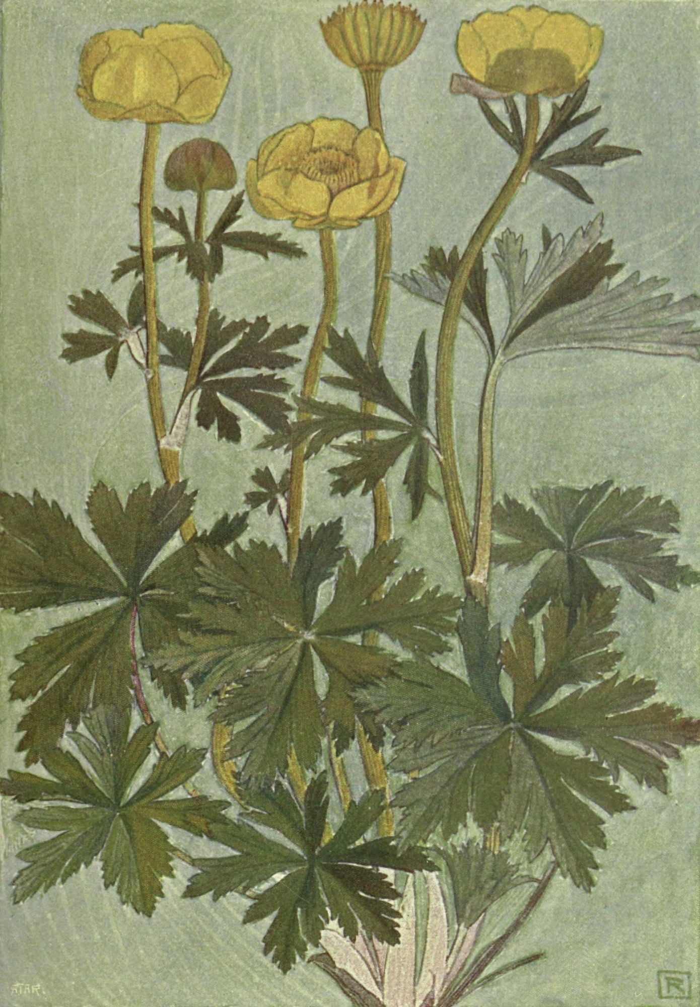 Alpine Flora 1911 Trollius Europaeus Canvas Art - Philippe Robert (24 x 36)