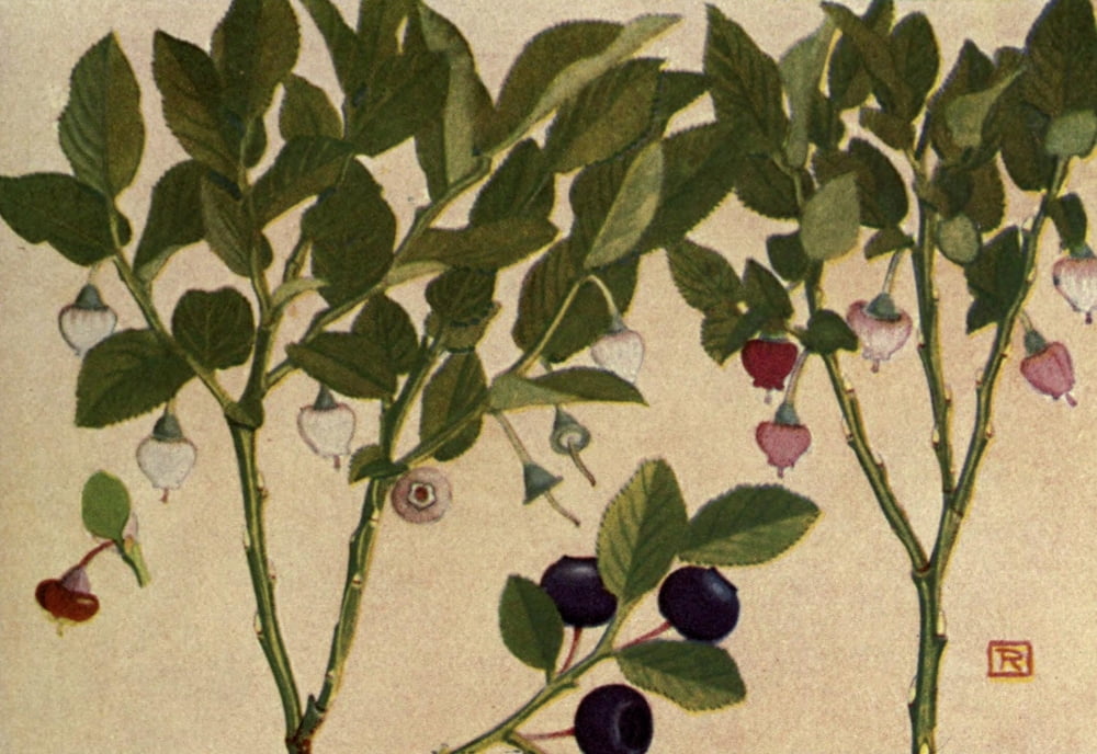 Alpine Flora 1911 Vaccinium Myrtillus Canvas Art - Philippe Robert (18 x 24)