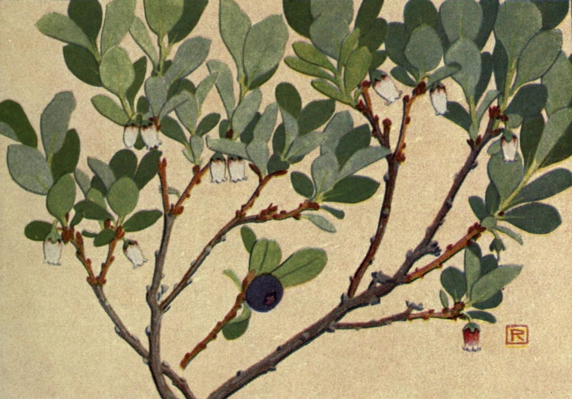 Alpine Flora 1911 Vaccinium Uliginosum Canvas Art - Philippe Robert (24 x 36)