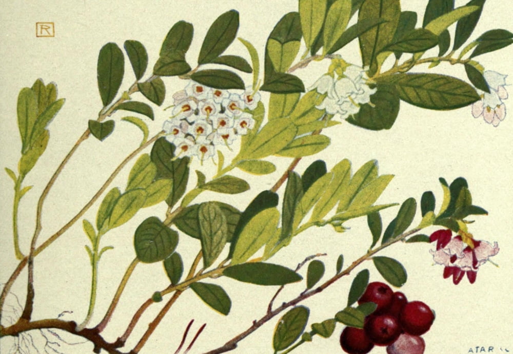 Alpine Flora 1911 Vaccinium Vitis Idaea Canvas Art - Philippe Robert (24 x 36)