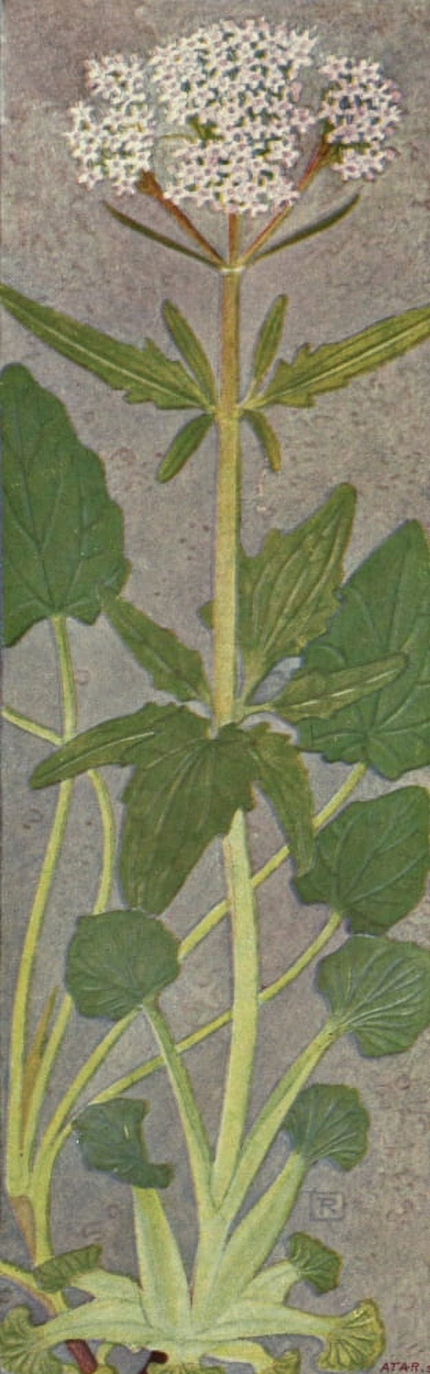 Alpine Flora 1911 Valeriana Tripteris Canvas Art - Philippe Robert (24 x 36)