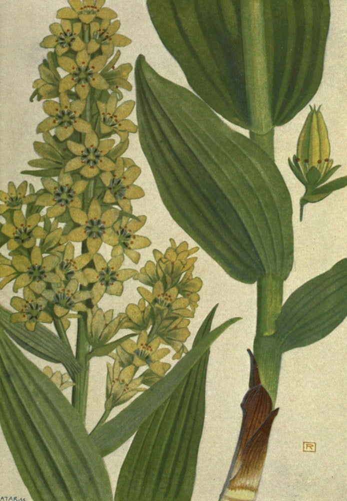 Alpine Flora 1911 Veratrum Album Canvas Art - Philippe Robert (24 x 36)