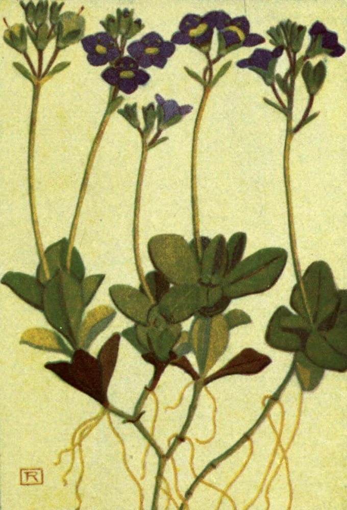 Alpine Flora 1911 Veronica Aphylla Canvas Art - Philippe Robert (18 x 24)