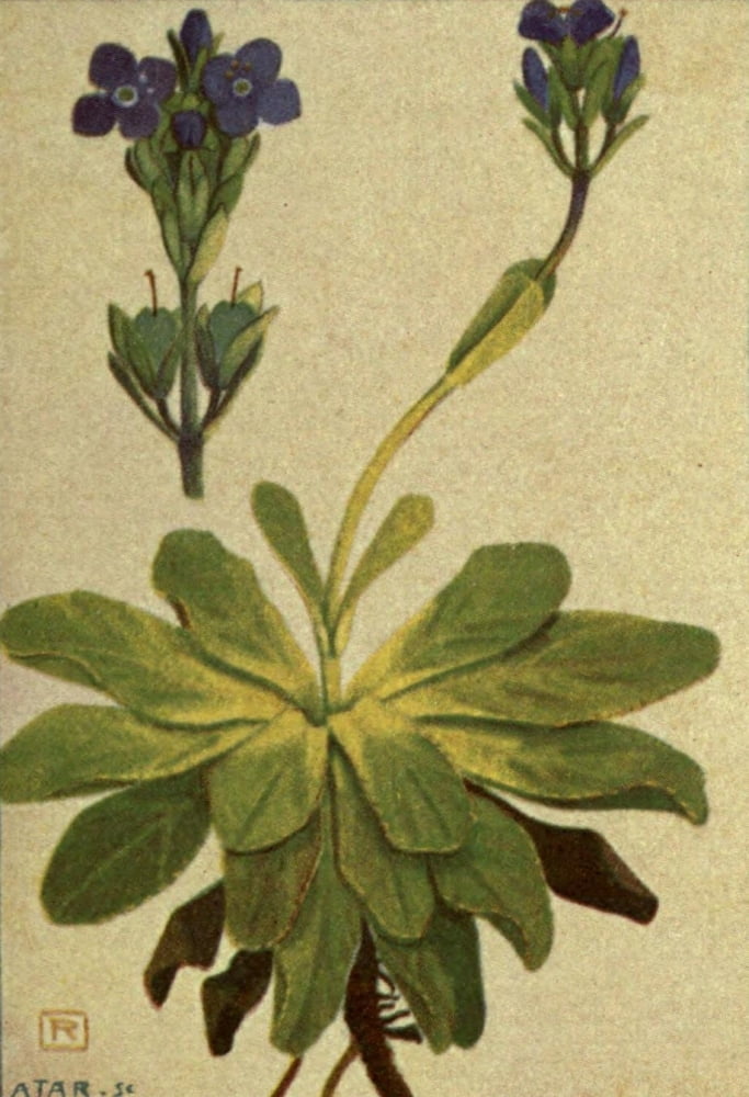 Alpine Flora 1911 Veronica Bellidioides Canvas Art - Philippe Robert (18 x 24)