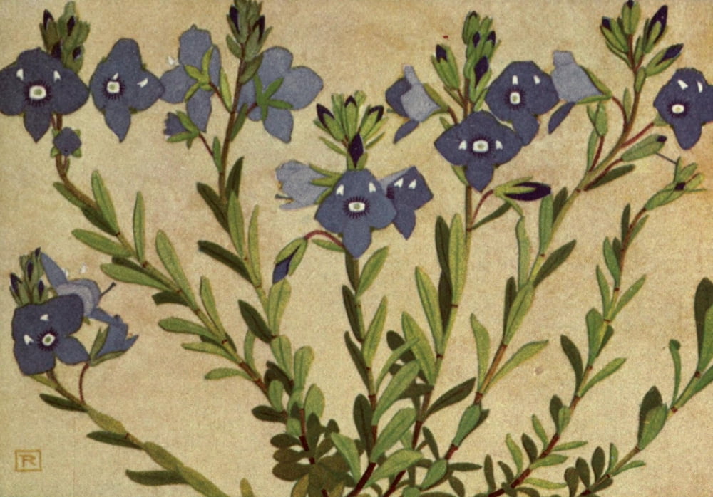 Alpine Flora 1911 Veronica Saxatilis Canvas Art - Philippe Robert (24 x 36)