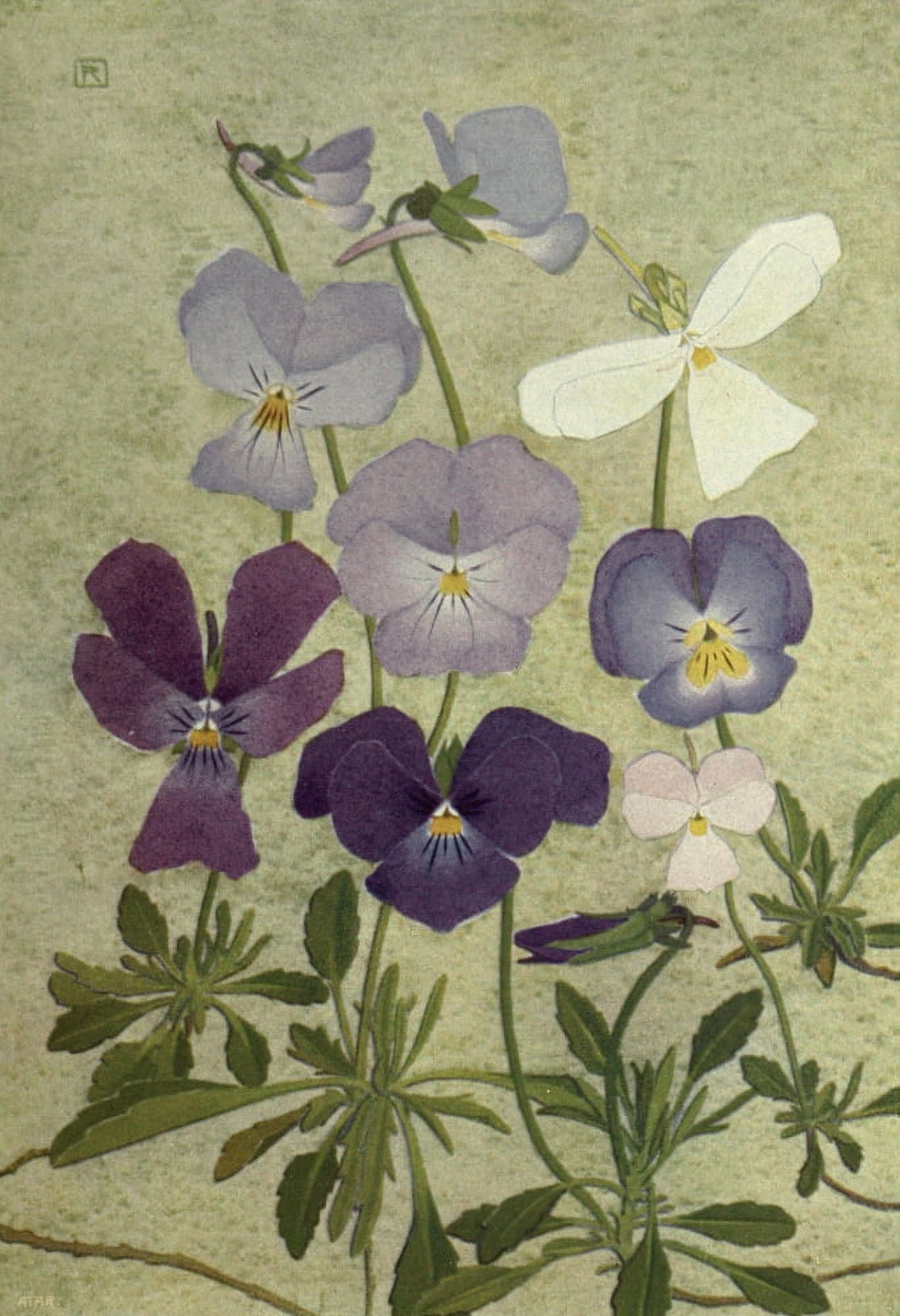 Alpine Flora 1911 Viola Calcarata Canvas Art - Philippe Robert (24 x 36)