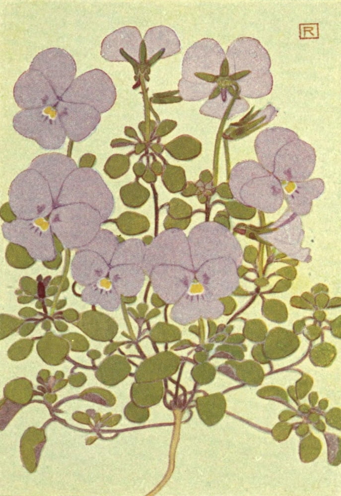 Alpine Flora 1911 Viola Cenisia Canvas Art - Philippe Robert (18 x 24)