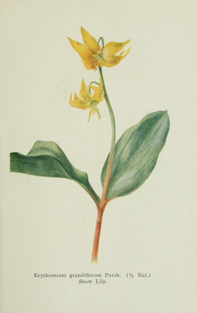 Alpine Flowers of Canadian Rockies 1907 Erythronium Canvas Art - Mary Schffer W (18 x 24)