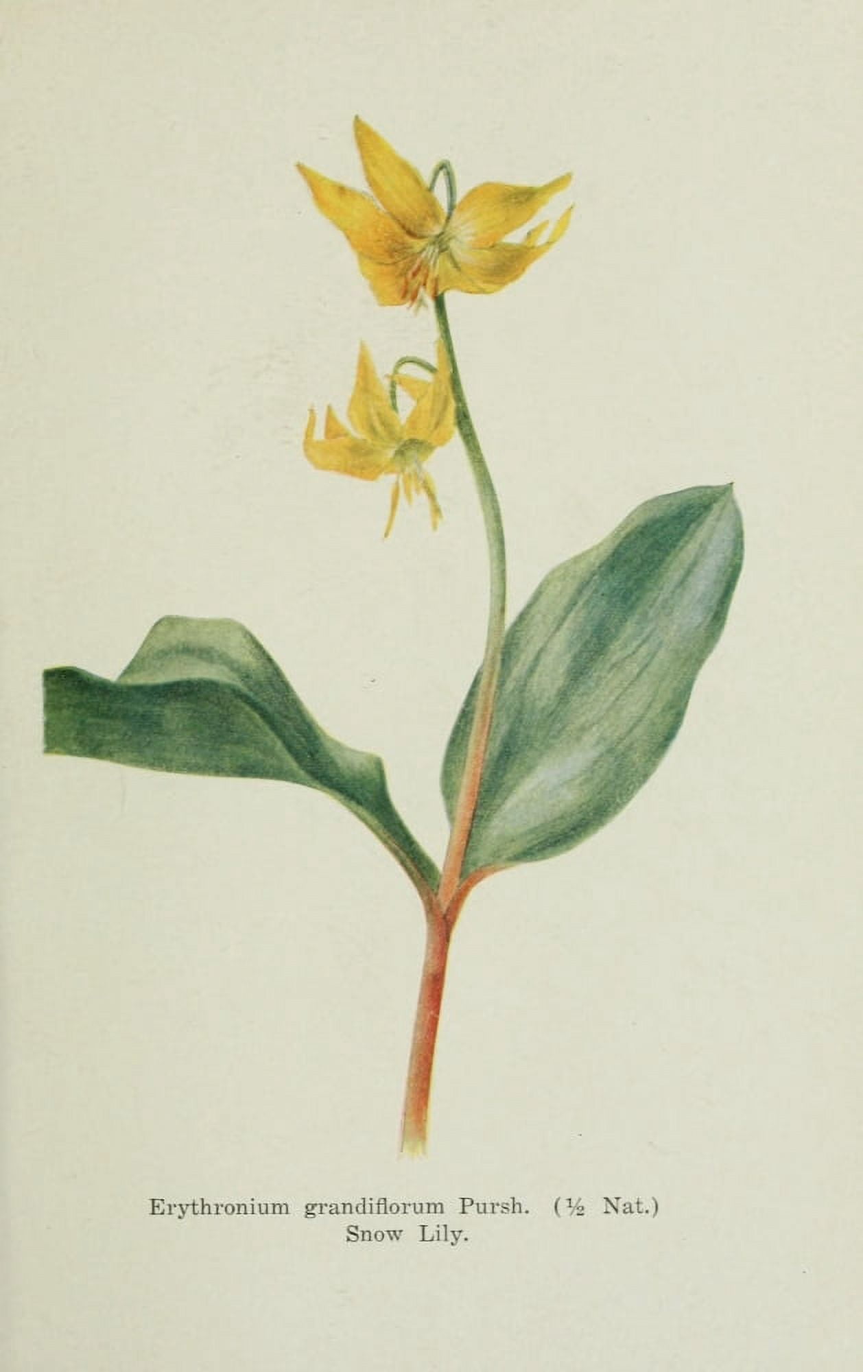 Alpine Flowers of Canadian Rockies 1907 Erythronium Canvas Art - Mary Schffer W (24 x 36)