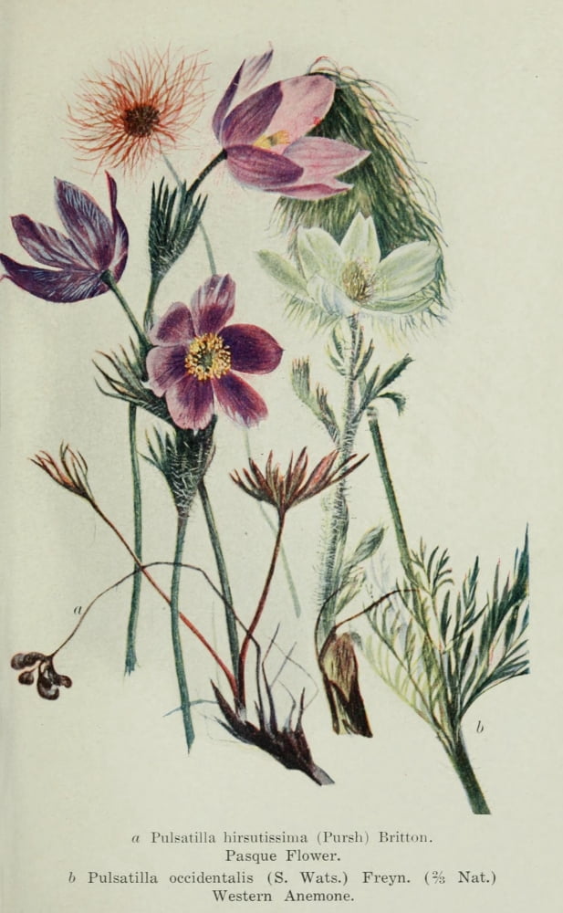 Alpine Flowers of Canadian Rockies 1907 Western Anemone Canvas Art - Mary Schffer W (24 x 36)