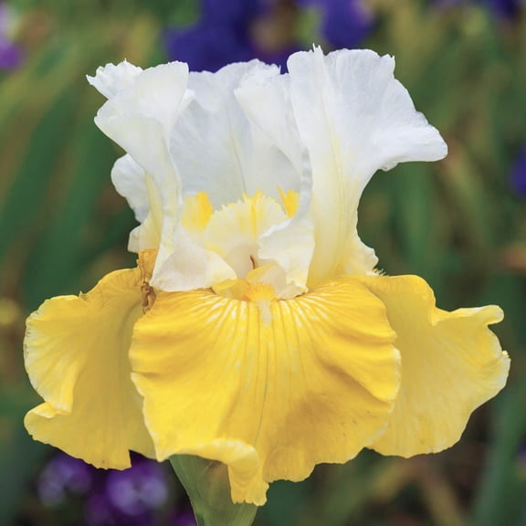 Direct Gardening Alpine Journey Bearded Iris Bare Root Perennial Rhizome