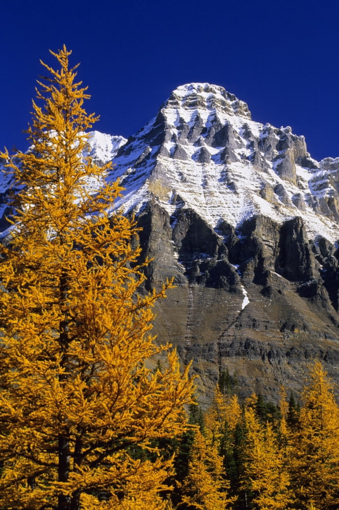 Alpine Larch Trees Mount Huber Yoho National Park British Columbia Canvas Art - John Sylvester Design Pics (22 x 34)