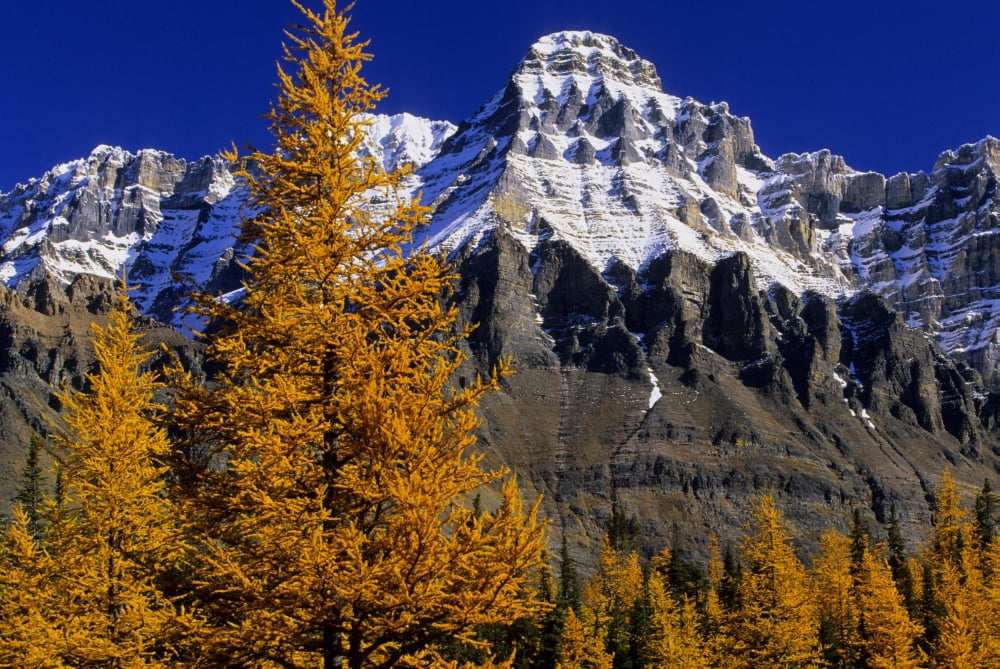 Alpine Larches And Mount Huber Yoho National Park British Columbia Canvas Art - John Sylvester Design Pics (34 x 22)