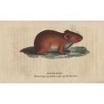 thumbnail image 1 of Alpine Or Mountain Hare, Lepus Alpinus Poster Print By ® Florilegius Mary Evans (24 X 18), 1 of 3